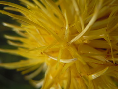 Centaurea macrocephala