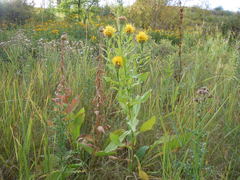 Centaurea macrocephala