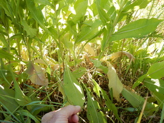 Centaurea macrocephala