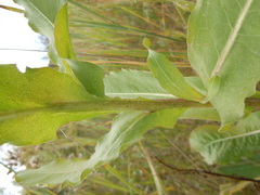 Centaurea macrocephala