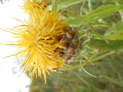 Centaurea macrocephala