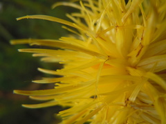 Centaurea macrocephala