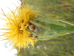Centaurea macrocephala