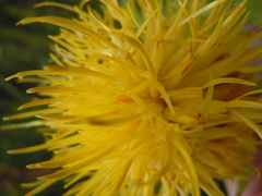 Centaurea macrocephala