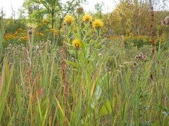 Centaurea macrocephala