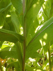 Centaurea macrocephala