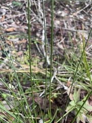 Juncus effusus solutus