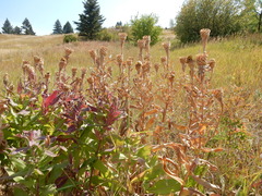 Centaurea macrocephala