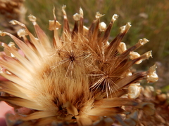 Centaurea macrocephala