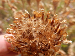 Centaurea macrocephala