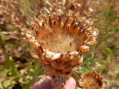 Centaurea macrocephala