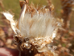 Centaurea macrocephala