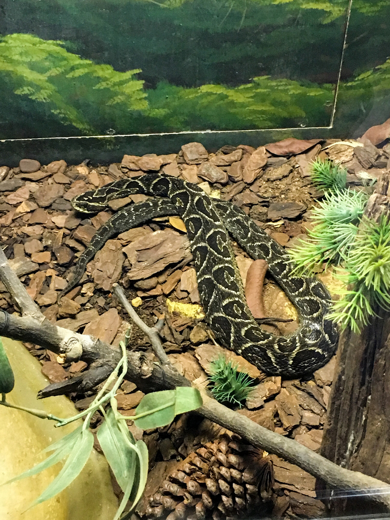 Bothrops fonsecai (Snakes of Rio de Janeiro State, Brazil) · iNaturalist