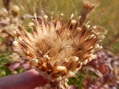 Centaurea macrocephala
