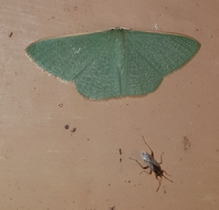 Prasinocyma ocyptera