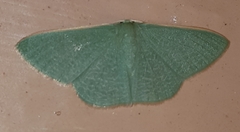 Prasinocyma ocyptera