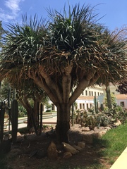 Dracaena draco