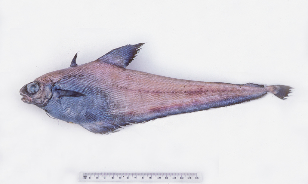 Brown Grenadier Cod