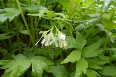 Hydrophyllum fendleri