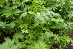 Hydrophyllum fendleri