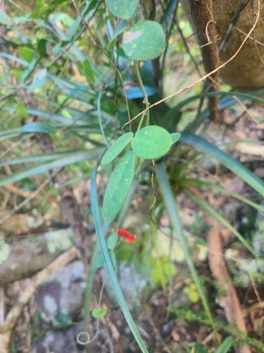 Galactia eggersii Urb.