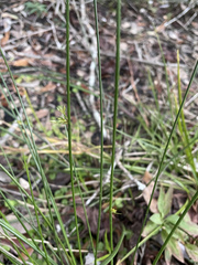 Juncus effusus solutus