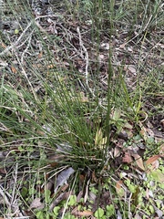 Juncus effusus solutus