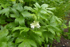 Hydrophyllum fendleri