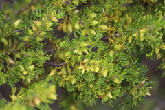 Boronia tetrandra