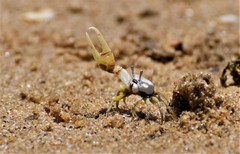 Leptuca leptodactyla