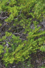 Boronia tetrandra