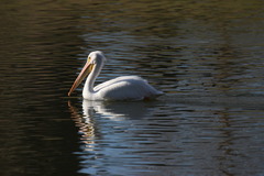 Pelecanus erythrorhynchos