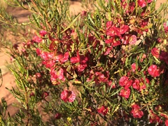 Dodonaea lobulata