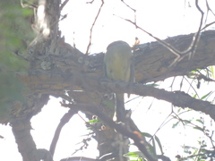 Empidonax fulvifrons