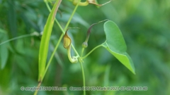 Aristolochia contorta