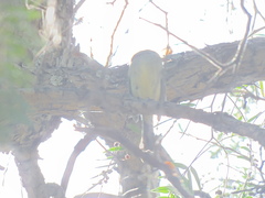 Empidonax fulvifrons