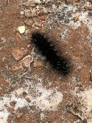 Apistosia judas