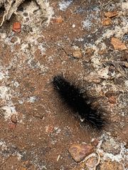 Apistosia judas