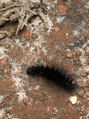 Apistosia judas