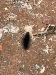 Apistosia judas