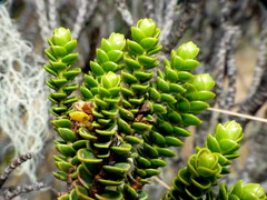Veronica masoniae