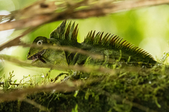 Gonocephalus klossi