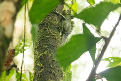 Gonocephalus klossi