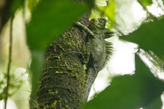 Gonocephalus klossi