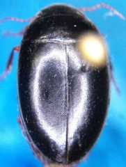 Agabinus sculpturellus