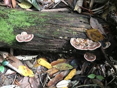 Rhodofomitopsis feei