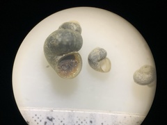 Pyrgulopsis aloba