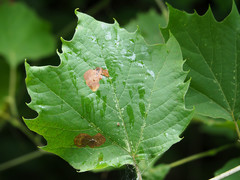 Ectoedemia platanella