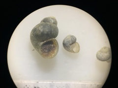 Pyrgulopsis aloba