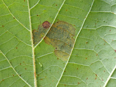 Ectoedemia platanella